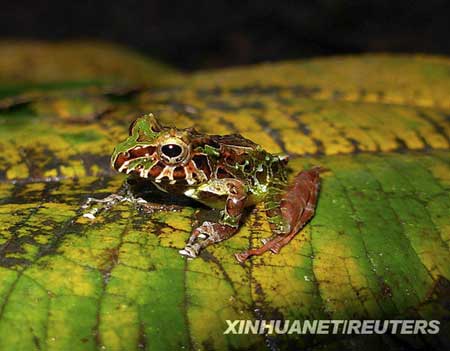 哥伦比亚发现新两栖动物 3种毒蛙3种玻璃蛙